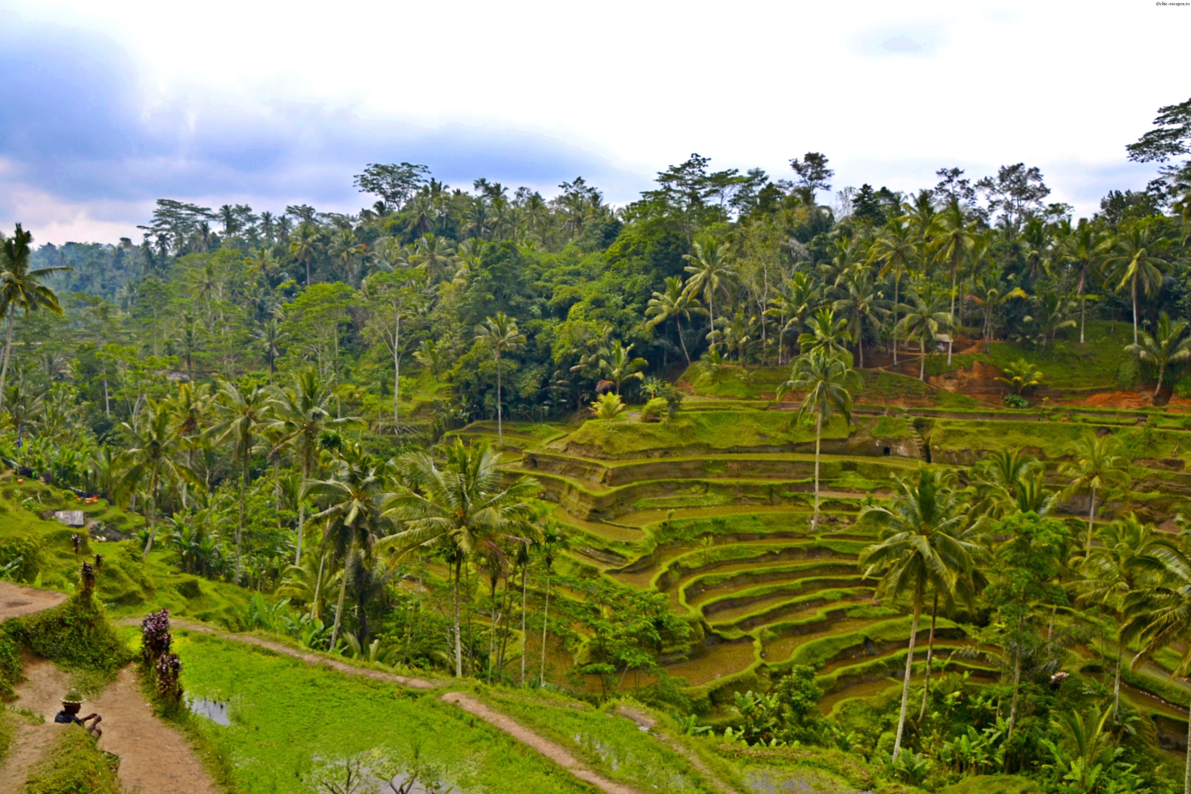 Terasele de orez de la Tegalalang