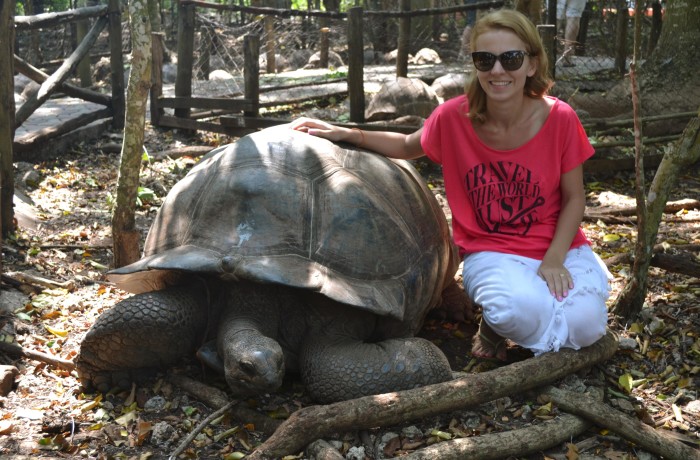 Giant turtles in Zanzibar